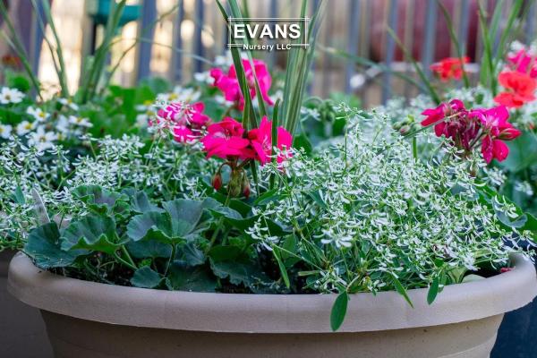 Evans Nursery LLC