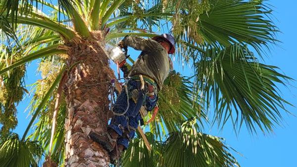 LJR Tree Services