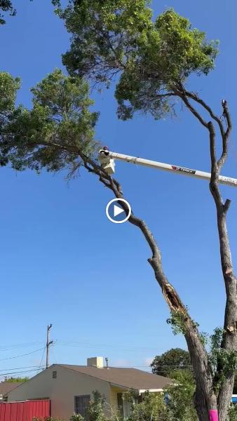 LJR Tree Services