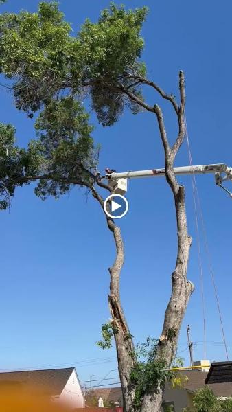 LJR Tree Services