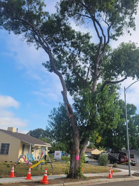LJR Tree Services