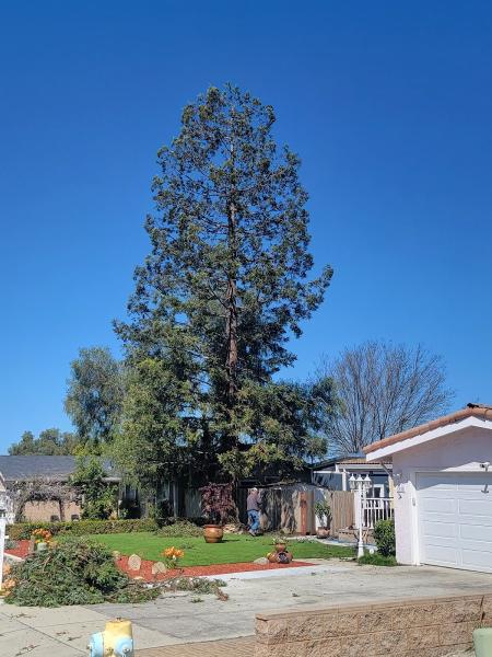 LJR Tree Services