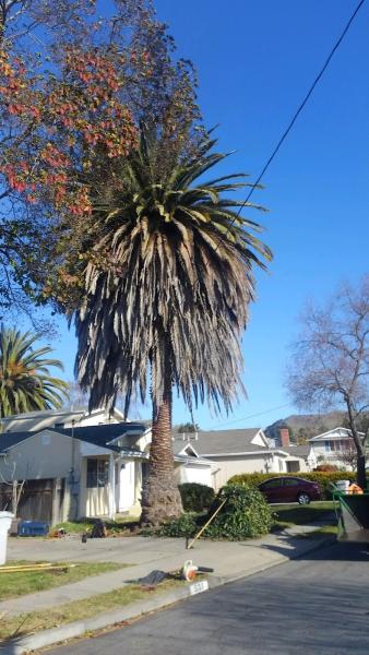 Fall Tree Services