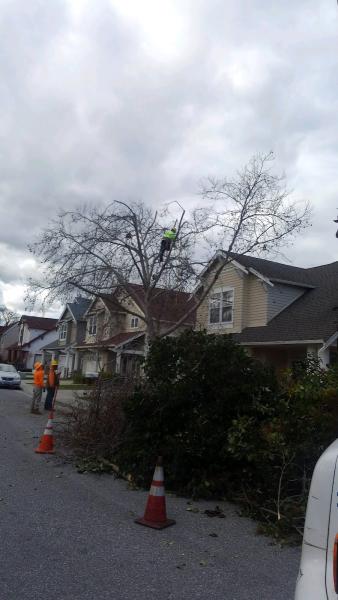 Fall Tree Services