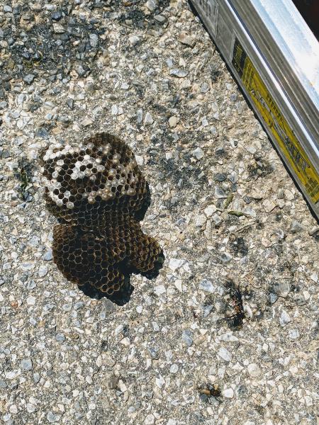 Wrex Wildlife