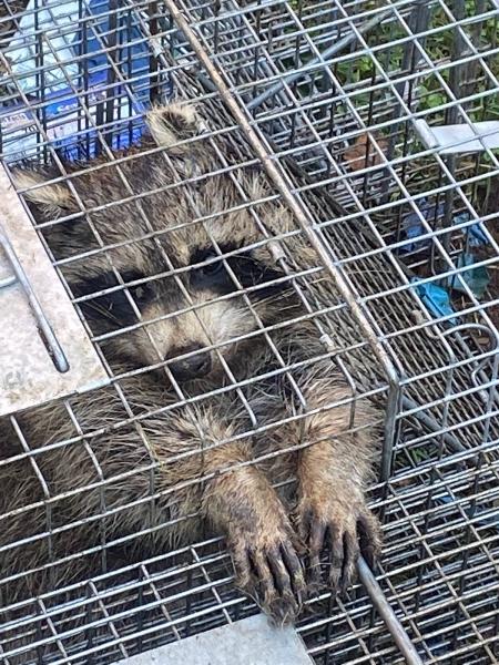 Wrex Wildlife
