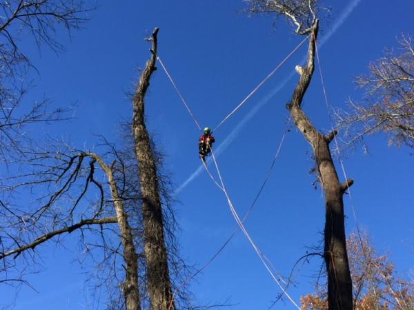 Releaf Tree Works