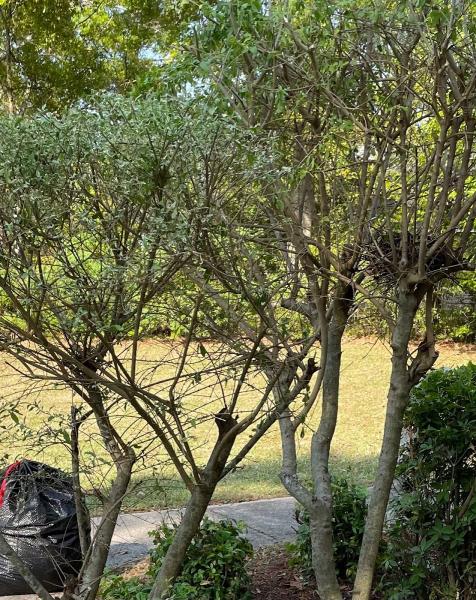 Fresh Cut Lawns L.l.c.
