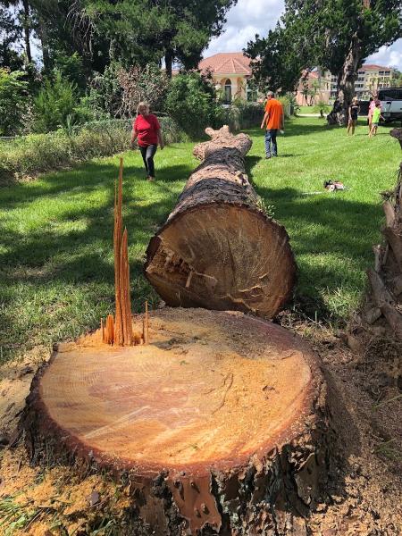 All Family Tree Services