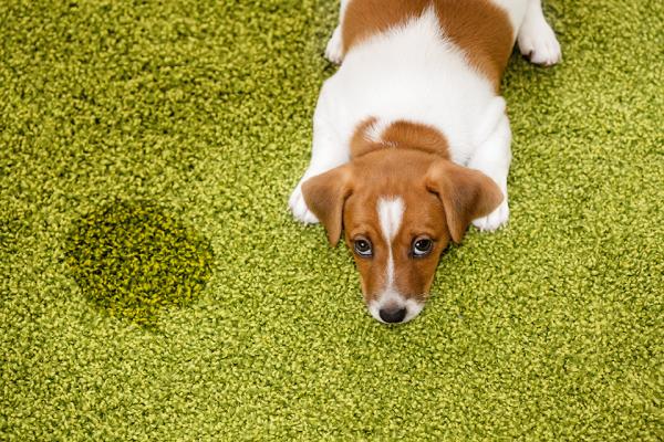 Perfect Image Carpet Cleaning