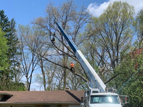 JCS Tree Services