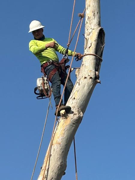 Joe's Tree Care