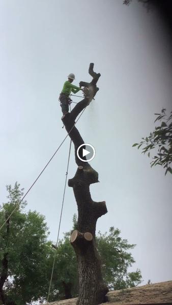 Joe's Tree Care