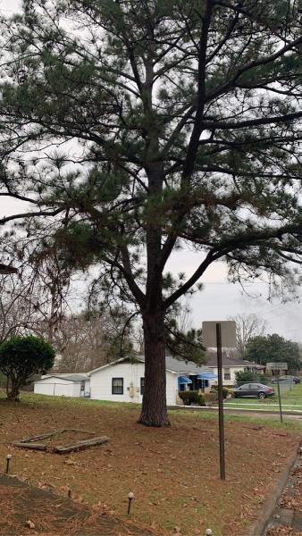 Adams Tree Services LLC