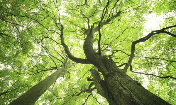 Adams Tree Services LLC