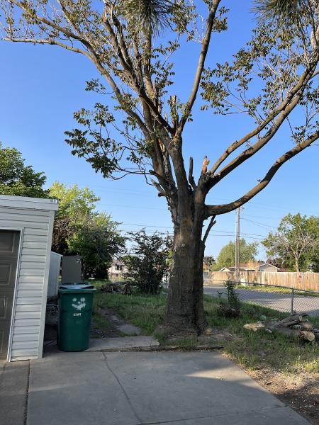 Andy's Stump and Tree Service