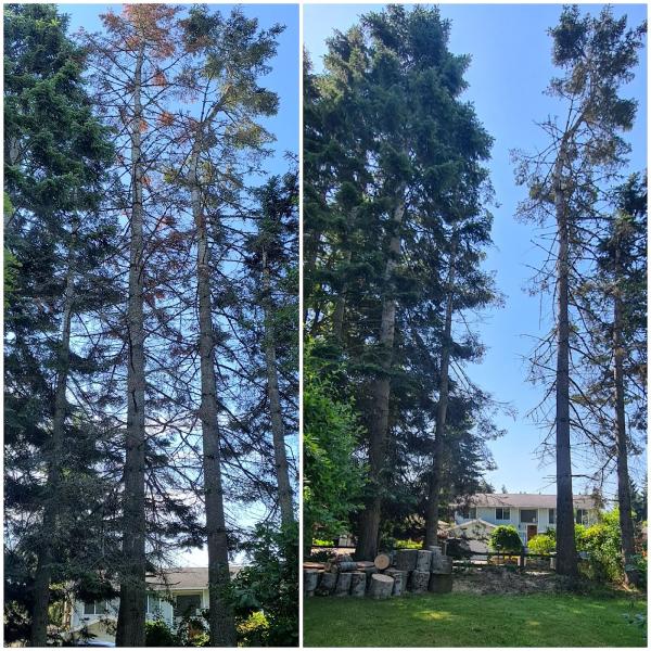 Anytime Tree Services LLC
