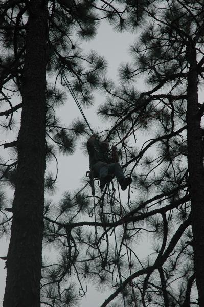 Cutler Tree LLC
