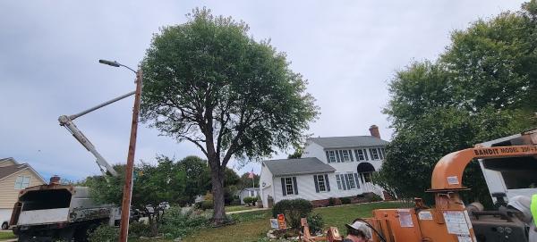 Uprooted Tree Service