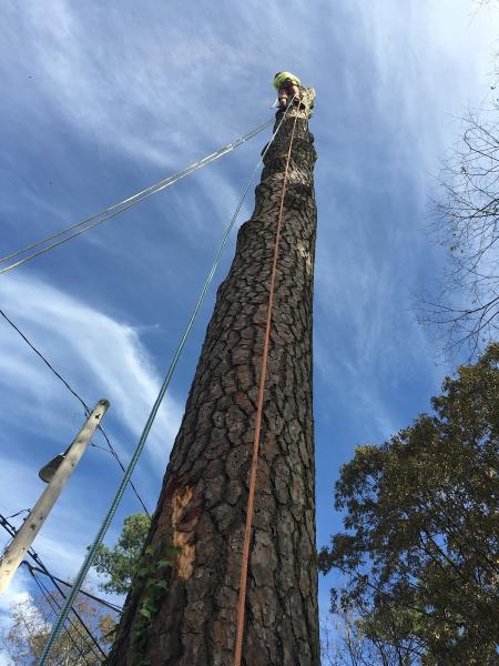 Arborex Tree Services