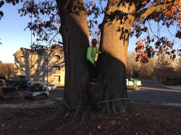 Arborex Tree Services