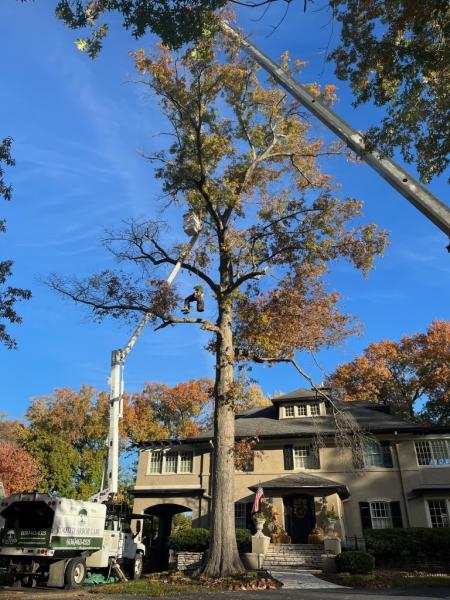 Rooted Arbor Care