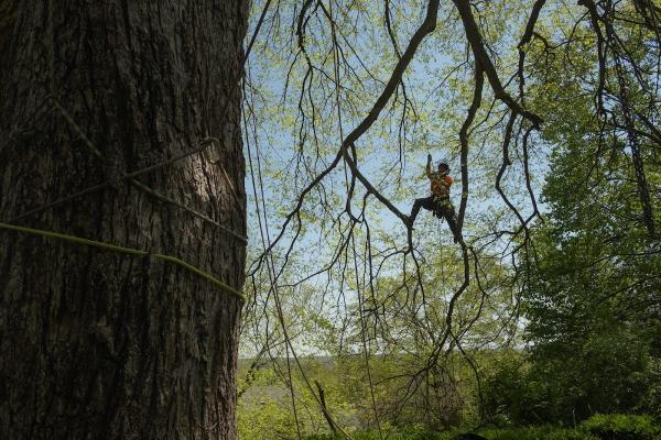 Rooted Arbor Care