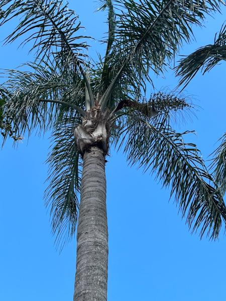 All American Tree Specialist LLC