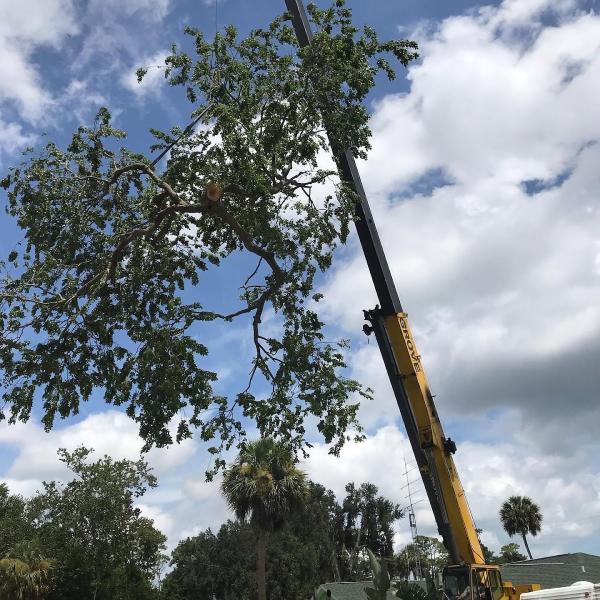 All American Tree Specialist LLC