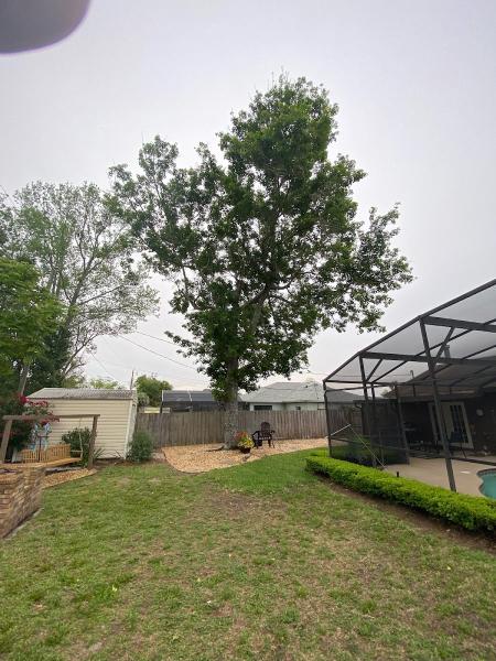 All American Tree Specialist LLC