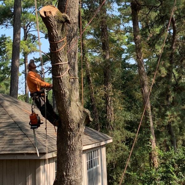 Sticks Tree Service