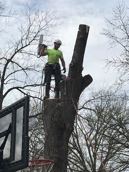 Vital Tree Service