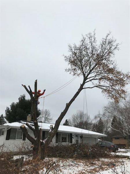 Vital Tree Service