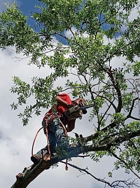 Tate's Tree Service