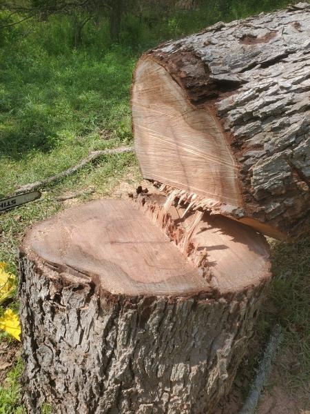 Patriot Tree Service
