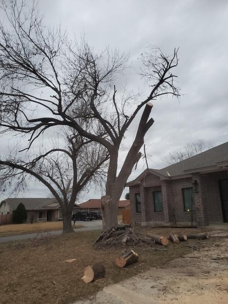 Patriot Tree Service