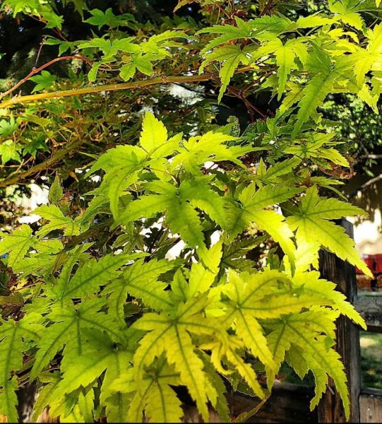 Nevada Arborist LLC