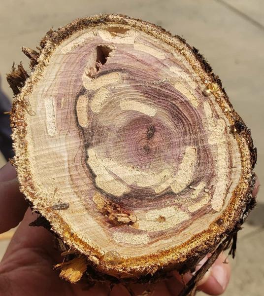 Nevada Arborist LLC