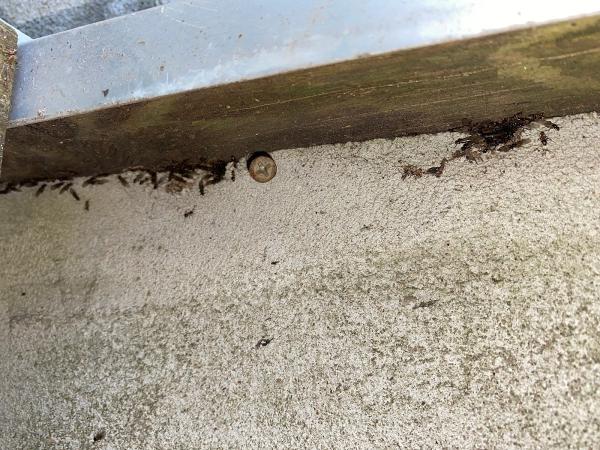 NYC Extermination