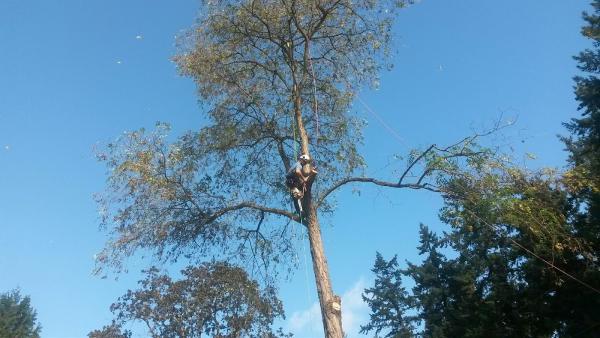 Anderson Landscape & Tree Service