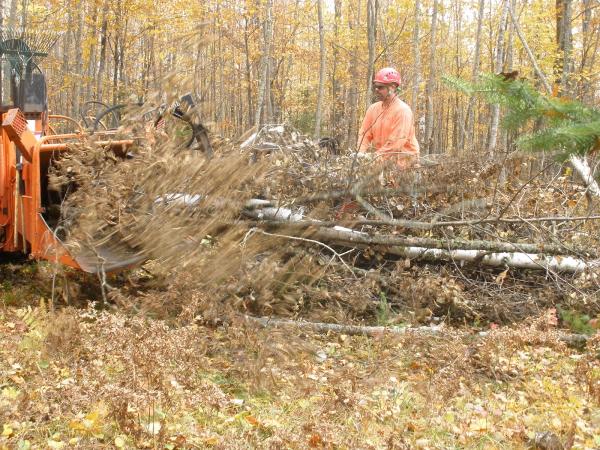 Trimmer Trees