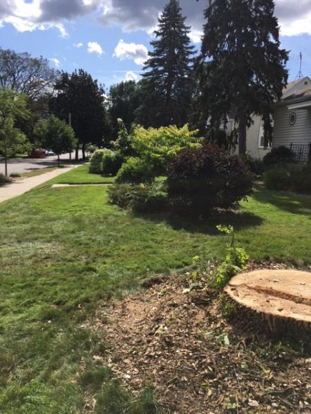 Trimmer Trees