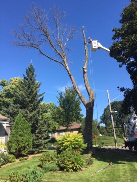 Trimmer Trees