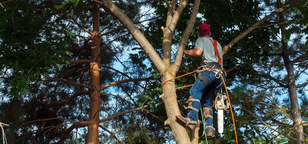 David Mummert's Tree Service