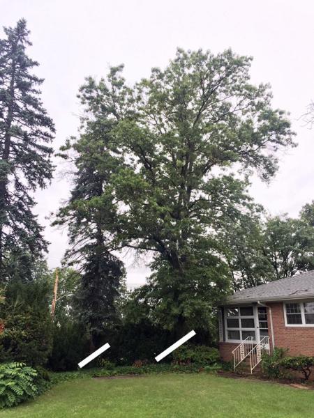 Coffman Tree Service