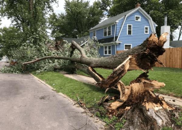 Charlottesville Stump Grinding and Tree Works
