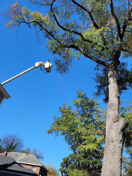 Affordable Carolina Tree Service