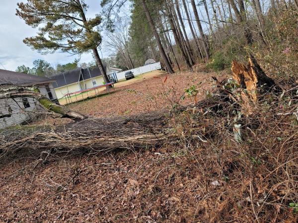 Affordable Carolina Tree Service