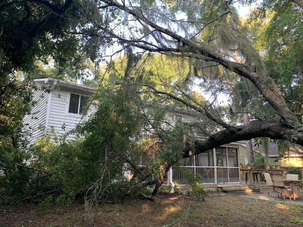 Affordable Carolina Tree Service