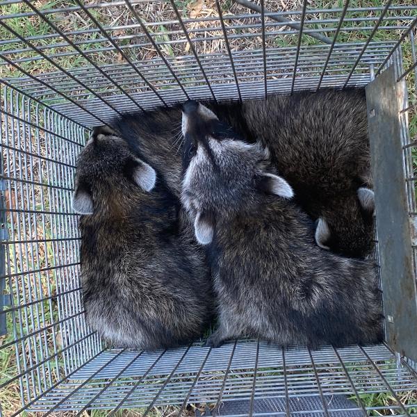 Dallas Fort Worth Wildlife Control